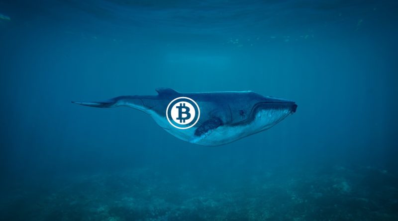 Hogyan tudják manipulálni az árfolyamot a bitcoin bálnák?