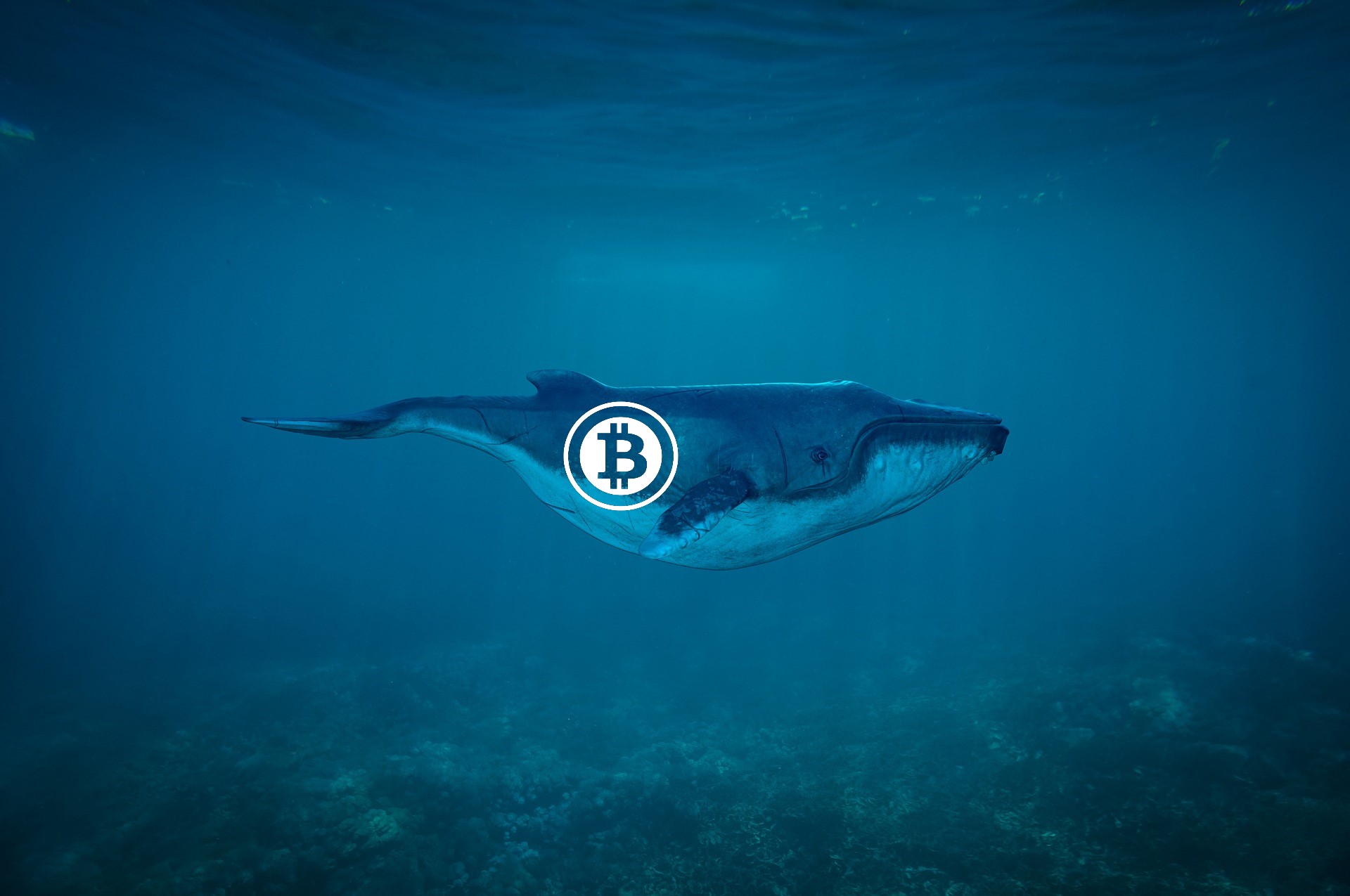 bitcoin kereskedő a tenger