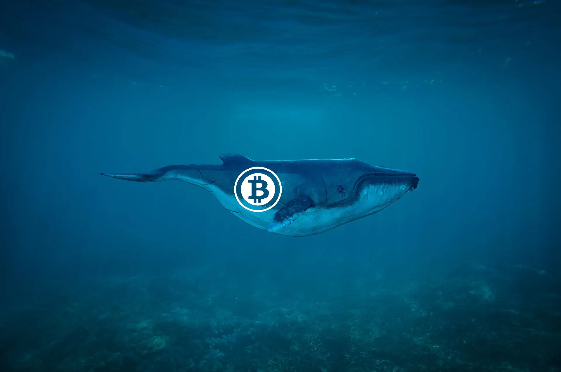 bitcoin-rejtély - Így oszlik el a vagyon a top kriptovaluták bálnái között
