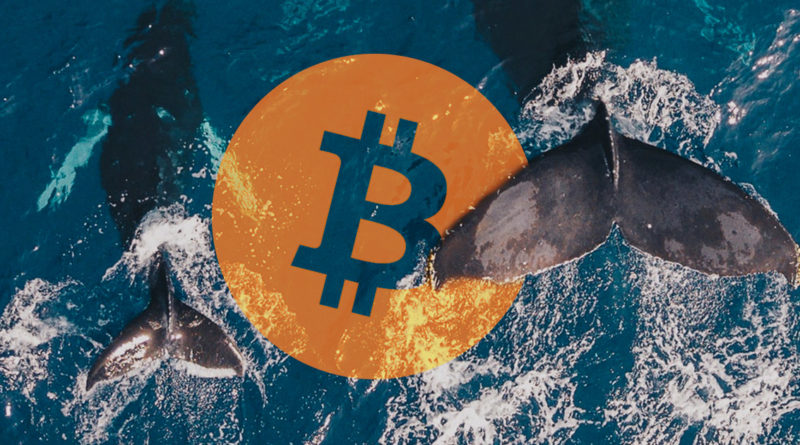 Két bálna közel egy milliárd dollárnyi Bitcoint vett ki a Coinbase tőzsdéről