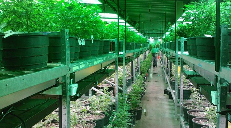 Kannabisz médiacég tőzsdei bevezetése során elfogad bitcoint és ethert is