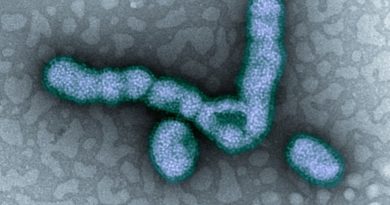 káros trendek | kép H1N1 vírus mikroszkóp alatt