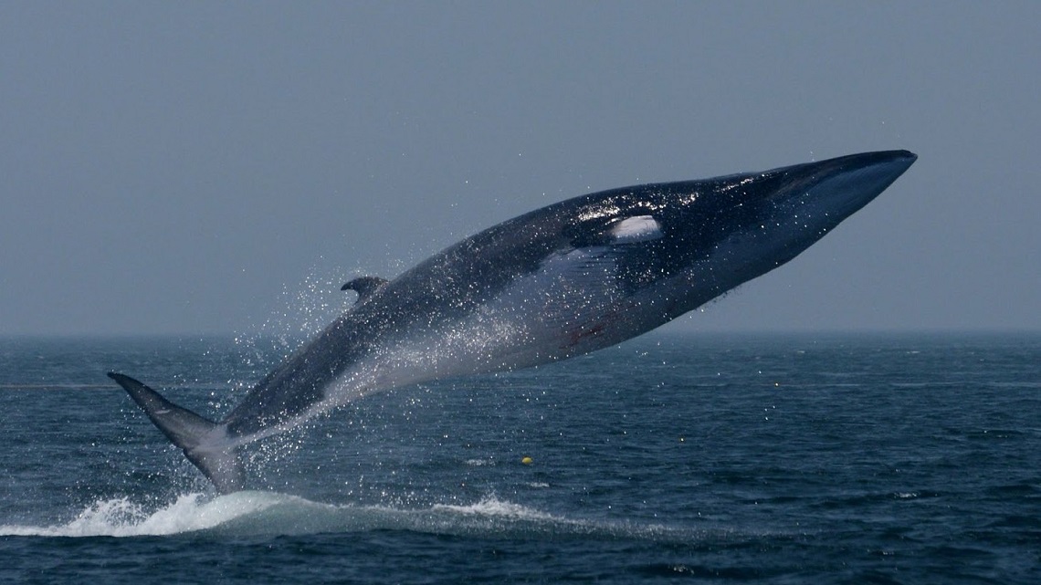 hogyan működnek a bálnák a kriptokereskedelemben mastermind kriptokereskedési csoport