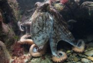 Kraken ADA