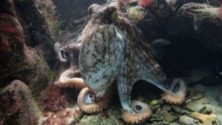Kraken ADA