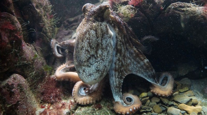 Cardano (ADA) stakelést vezetett be a Kraken tőzsde