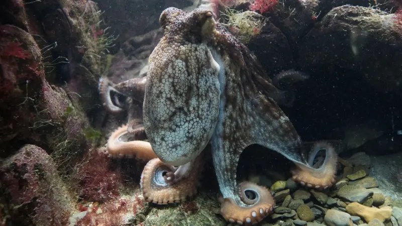 Kraken ADA