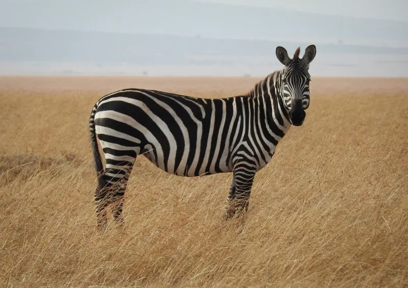 A Zcash bejelentette a Zebra klienst: jöhetnek a dappok a Zcash blokkláncra