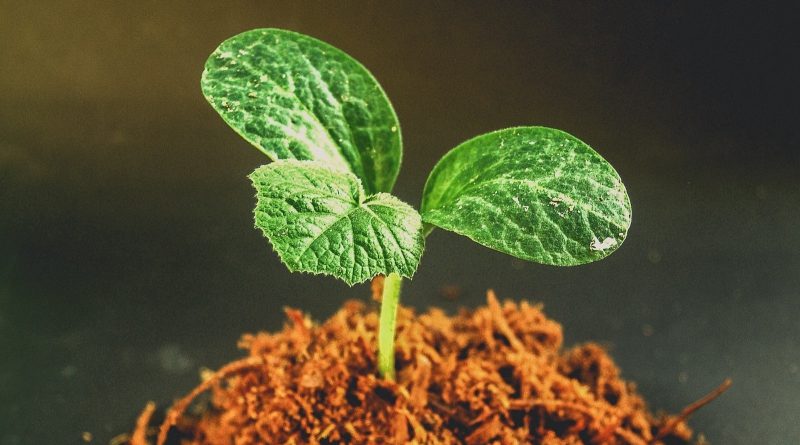 Mi az a Taproot BIP és miért fontos a Bitcoin jövőjét illetően? Mi az a Taproot BIP és miért fontos a Bitcoin jövőjét illetően?