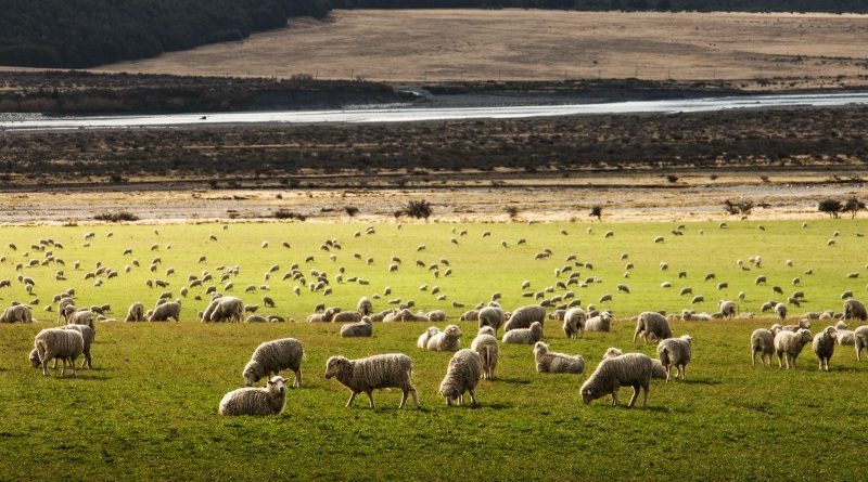 Új-Zéland, adóhatóság, bárányok