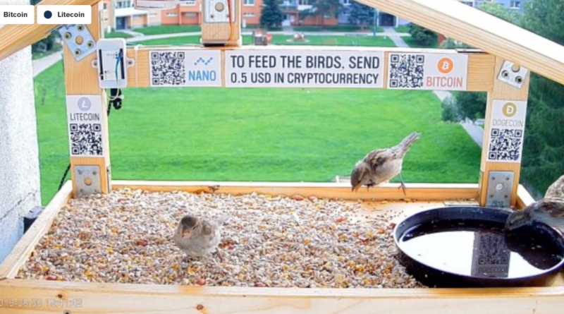 Etess madarakat bitcoinból: interaktív madáretetőt helyezett ki egy szlovák YouTuber