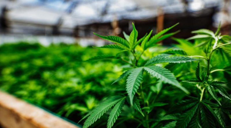 Blokkláncon követik nyomon Uruguayban az orvosi kender életútját