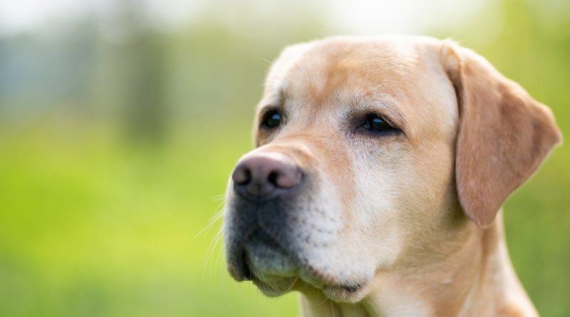 Hogyan ragadják meg a kriptók a ’figyelemgazdaságot’?