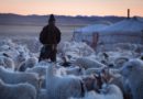 Mongol kecskepásztor esete a blokklánccal