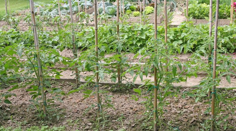 Jobban muzsikálnak a stakelhető tokenek, mint a bitcoin