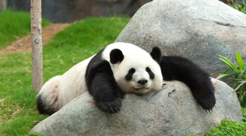 Szabadságra mentek a litecoin tulajdonosok?