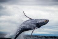 bitcoin tárca satoshi