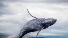bitcoin tárca satoshi