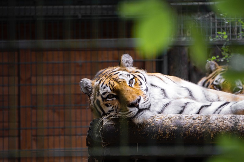 A Tiger King már a bitcoint is bezsebeli magának
