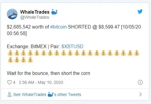 Whale_twitter