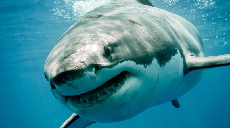 A NEM Ventures kockázati tőkealap a SharpShark-ba fektet be