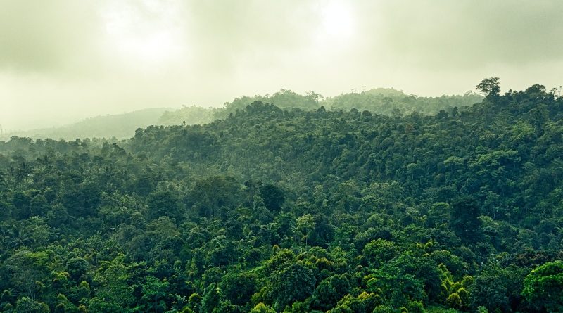 Brazíliában már blokklánccal harcolnak a deforesztáció ellen