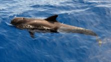 Újabb bálnára figyelmeztetett a Whale Alert – 208 millió dollárnyi bitcoin mozdult meg