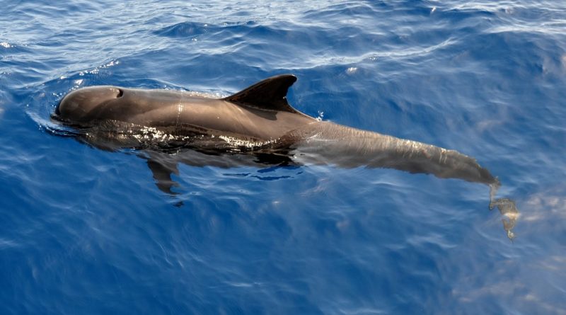Újabb bálnára figyelmeztetett a Whale Alert – 208 millió dollárnyi bitcoin mozdult meg