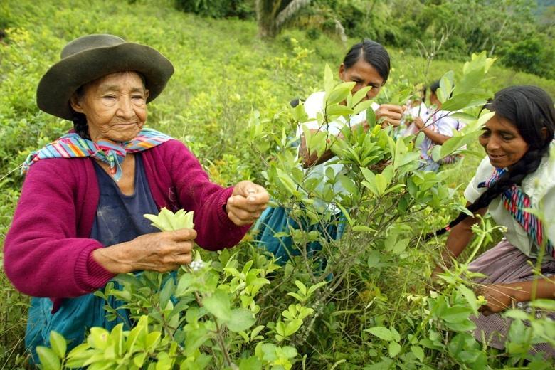 Peru, kokalevél