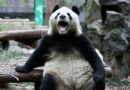 Panda kibertámadás