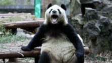 Panda kibertámadás