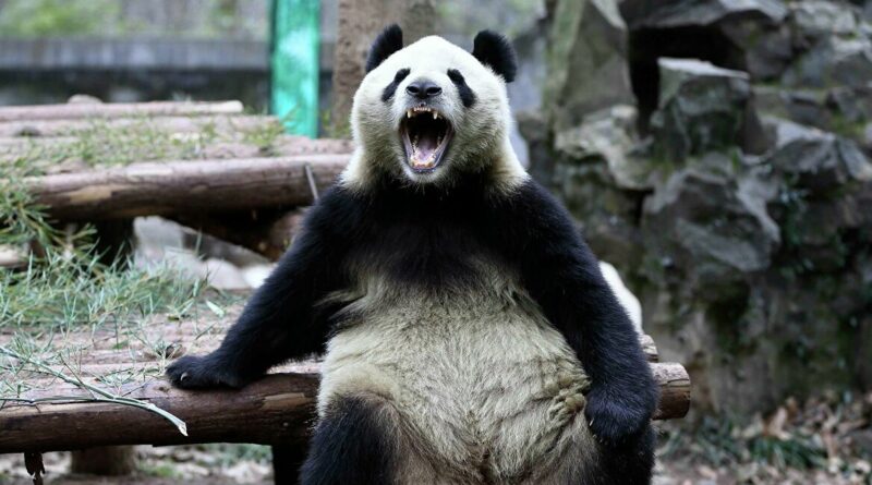 ‘Panda’ néven futó vírus támadja a kriptotárcákat, a Discord és Telegram fiókokat