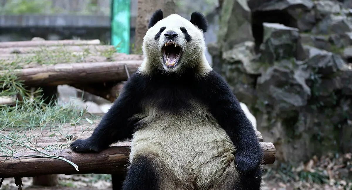 Panda kibertámadás