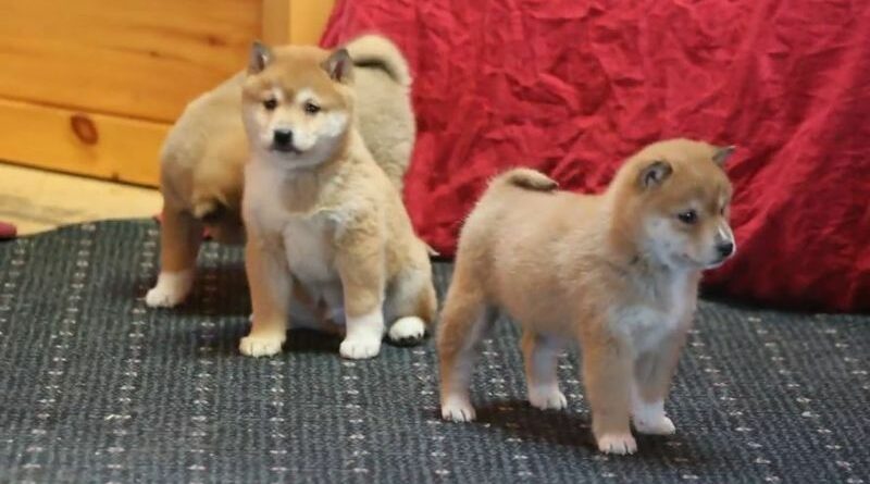 6 kutyás mémcoin, melyek a Dogecoin babérjaira akarnak törni