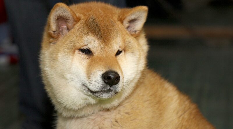 A Shiba Inu most már a 12. legnagyobb kriptovaluta