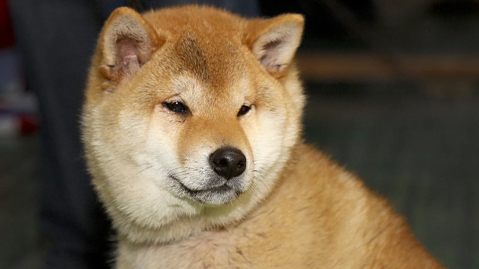 Shiba Inu kutya