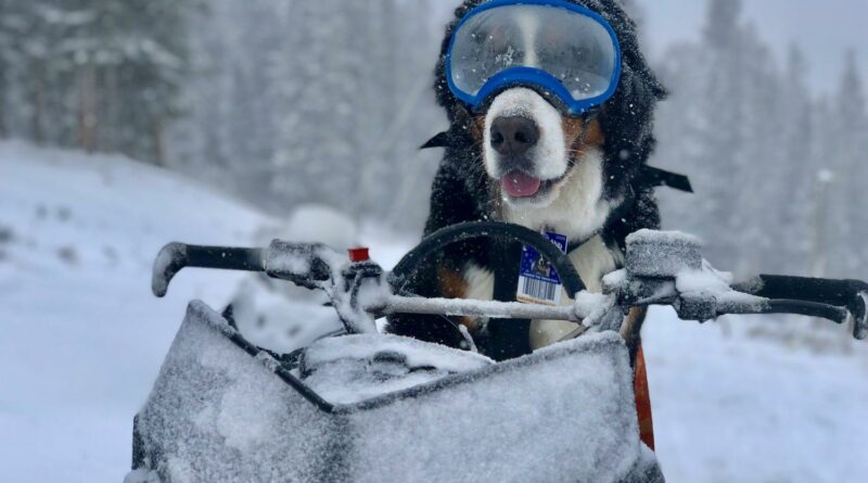 Az Avalanche első mémcoinja lehet, hogy csak egy nagy csalás volt