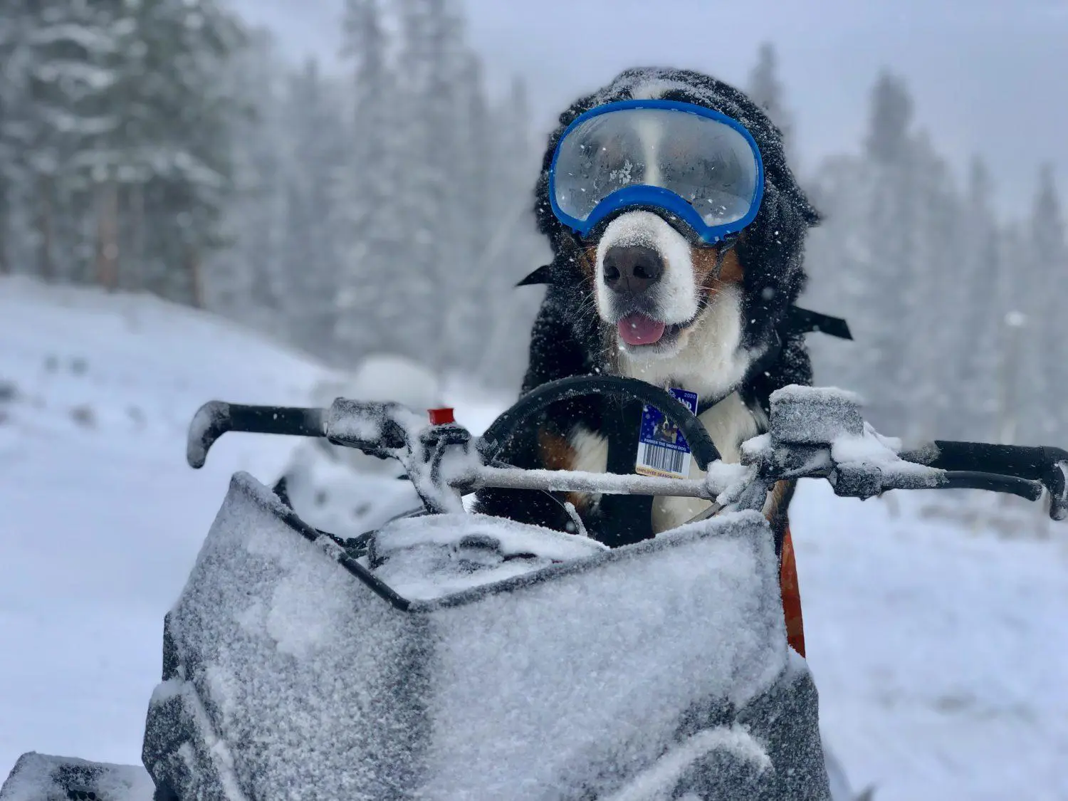 SnowdogDAO