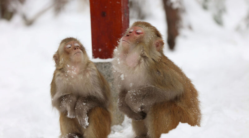 Brutális szenvedésen mentek keresztül Elon Musk Neuralink majmai