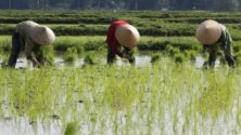 rizs termelés hiány