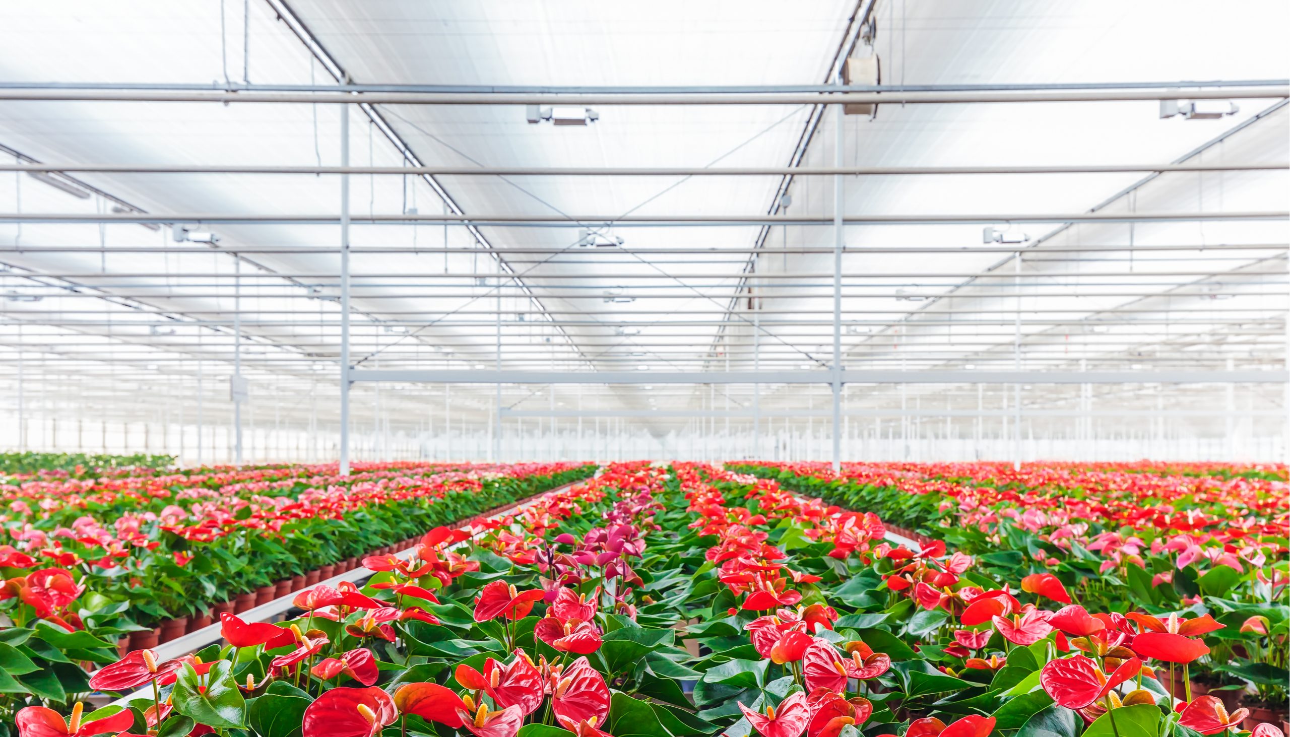 A hollandok már bitcoin bányászattal megtámogatva termesztik a tulipánokat