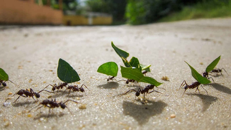 USDC Circle Ant Group