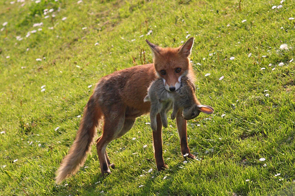 Firefox-bővítmények kriptolopás