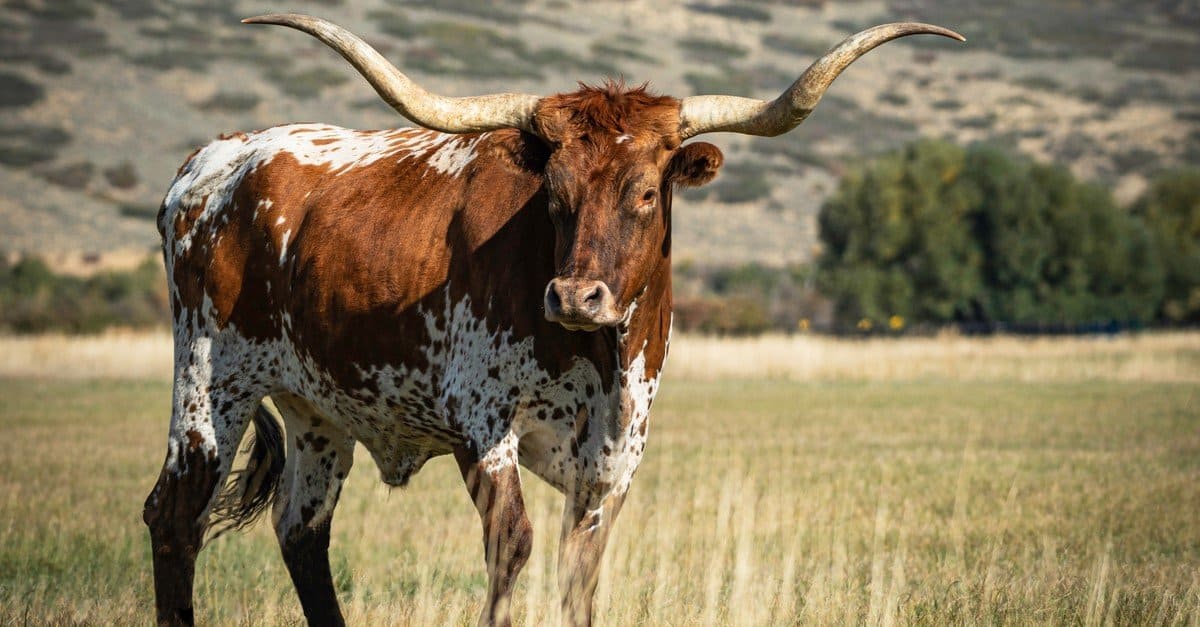 Bullish