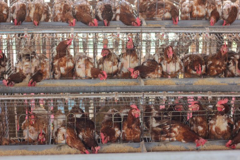 Digitális diktatúra épül? A titkosítás gyengítése rendszerszintű hiba lehet