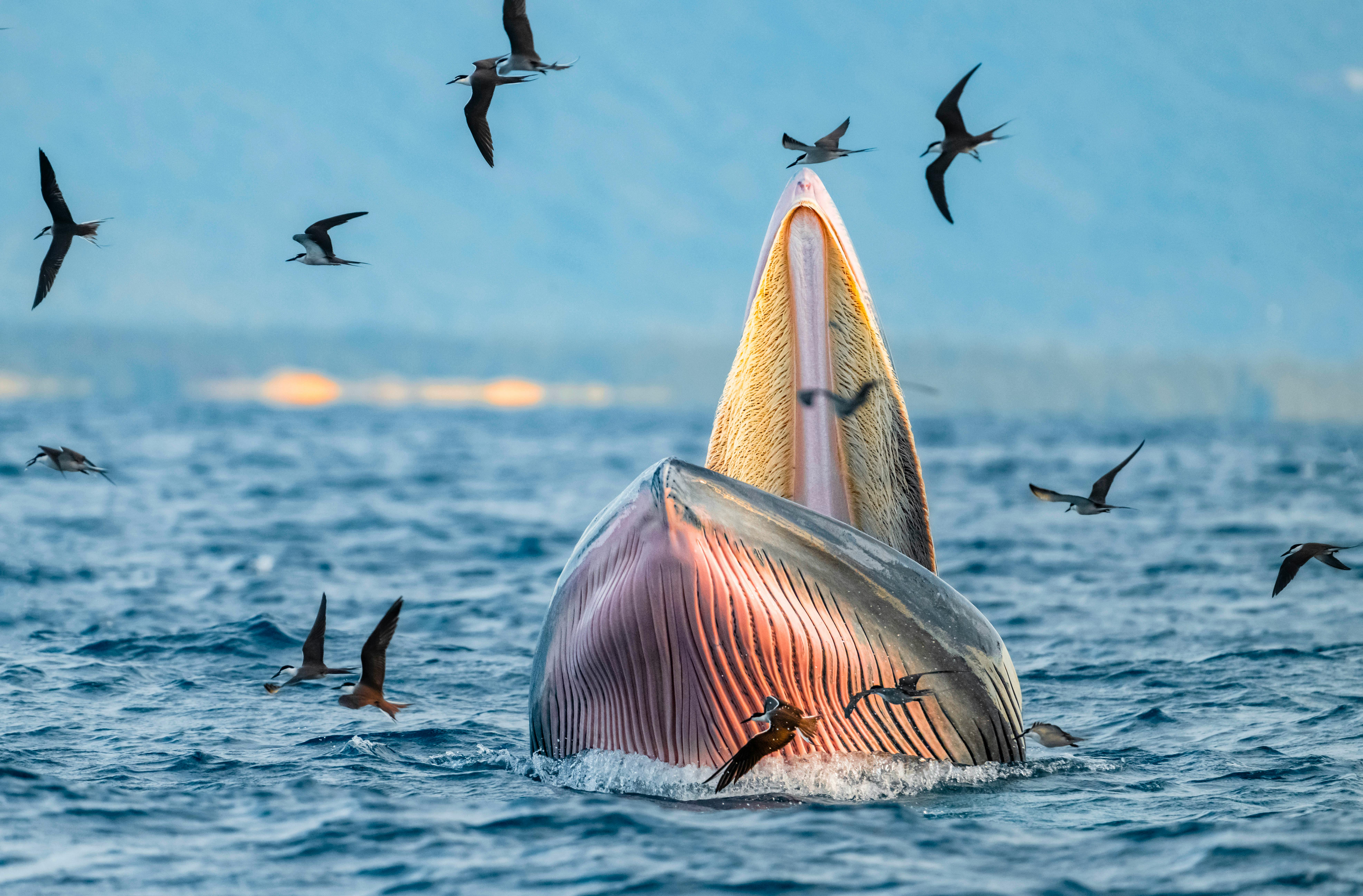 bitcoin-bálna és a bányászat