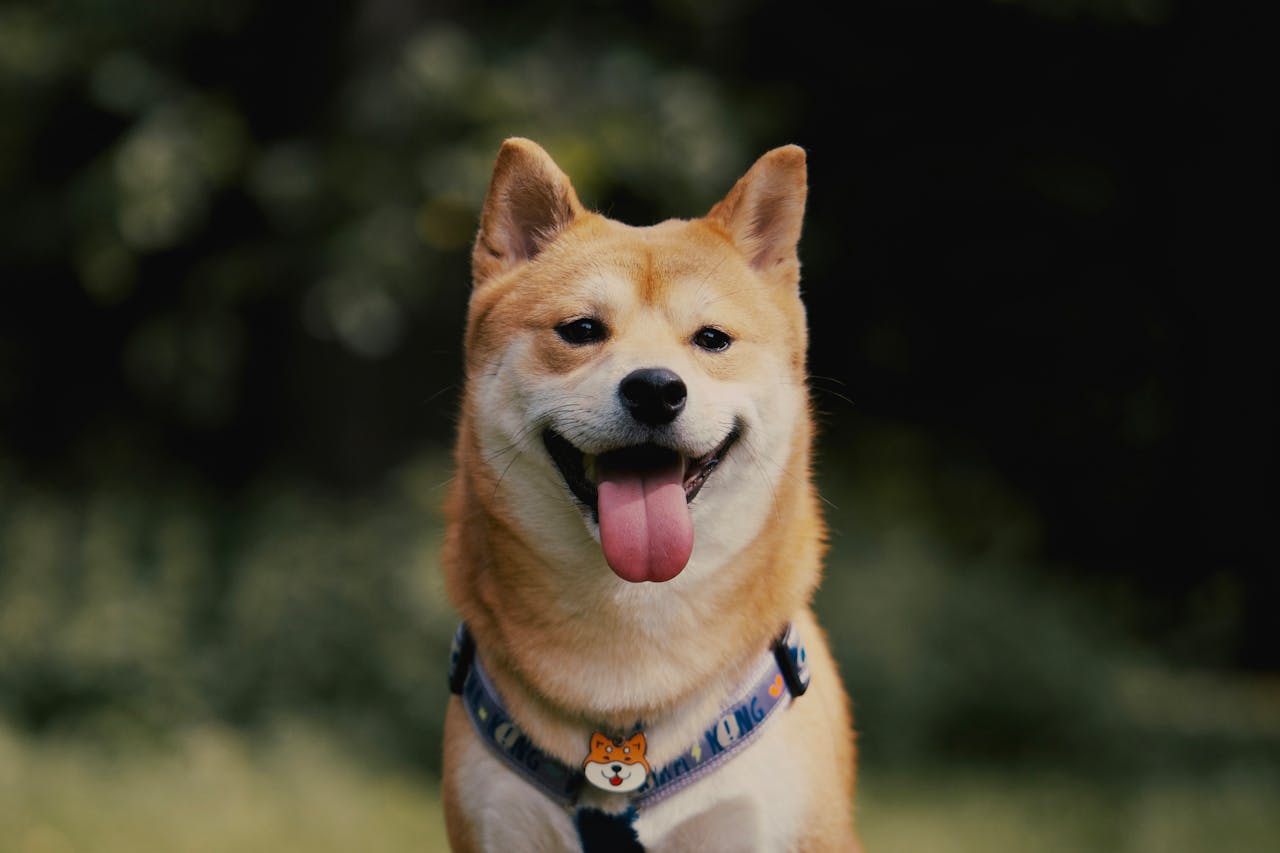 Dogecoin: egy poén indított hype-ot