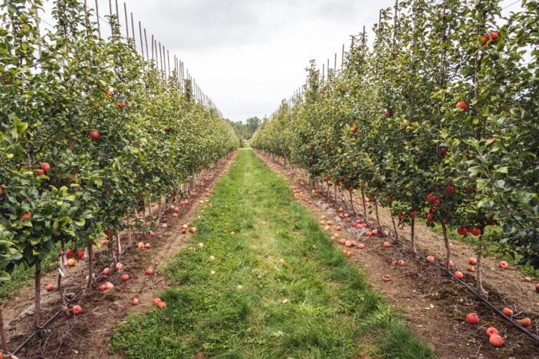 Orchard-leállás: amikor kiderül, mennyire nem decentralizált a Zcash Orchard-leállás: amikor kiderül, mennyire nem decentralizált a Zcash