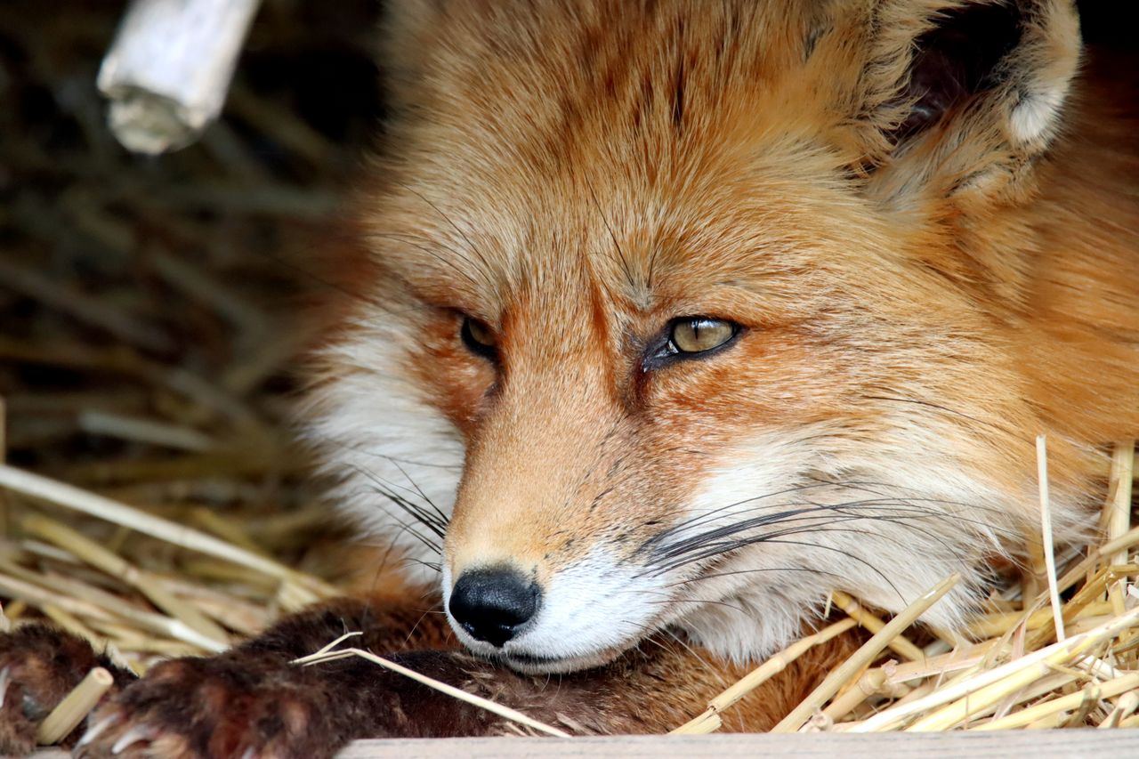 Firefox adatvédelem