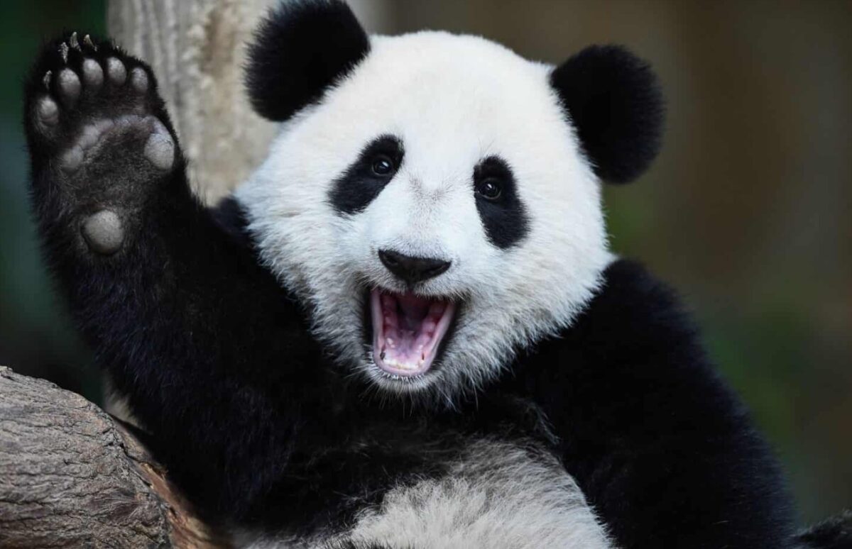 Raiffeisen Bitpanda